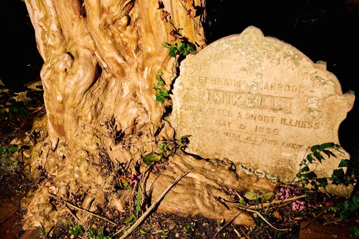 Old gravestone next to a twisted tree trunk, surrounded by plants and flowers at night.